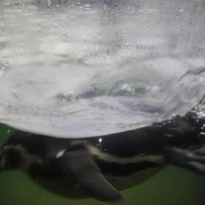 黄色大毒枭免费播
